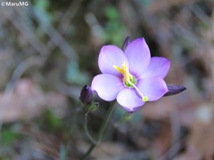 Gyrandra pterocaulis