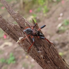 Neoclytus araneiformis