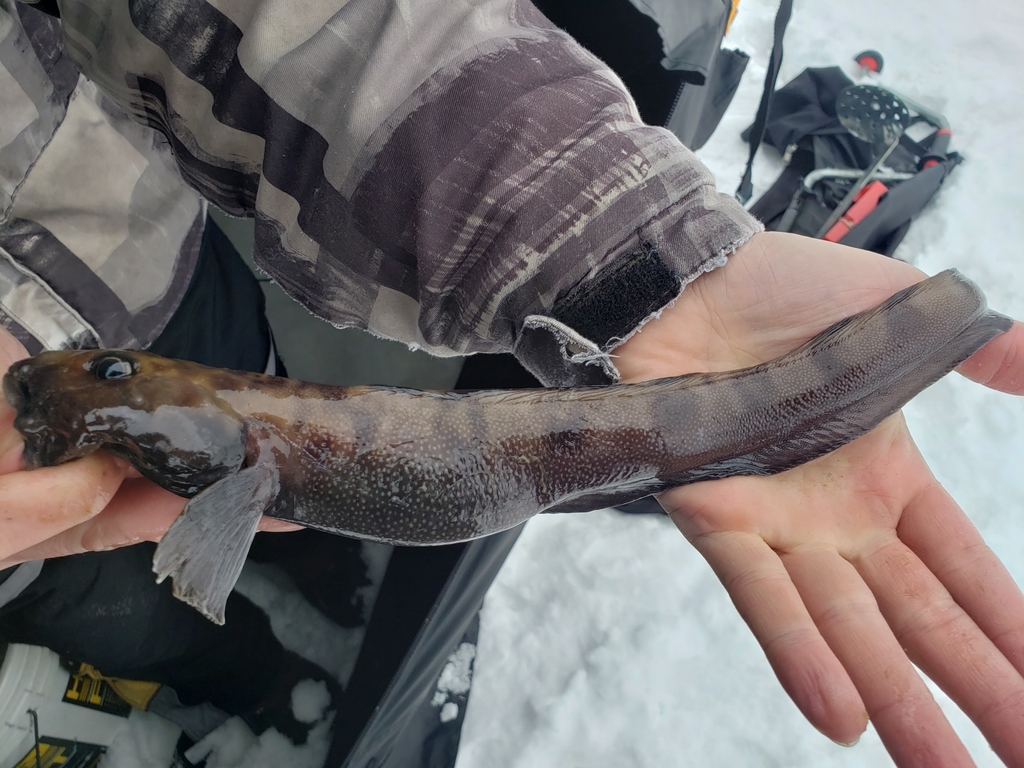 Vahl's Eelpout