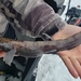 Checker Eelpout - Photo (c) Bradley Rasmussen, some rights reserved (CC BY-NC), uploaded by Bradley Rasmussen