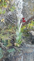 Kalanchoe thyrsiflora