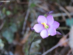 Gyrandra pterocaulis