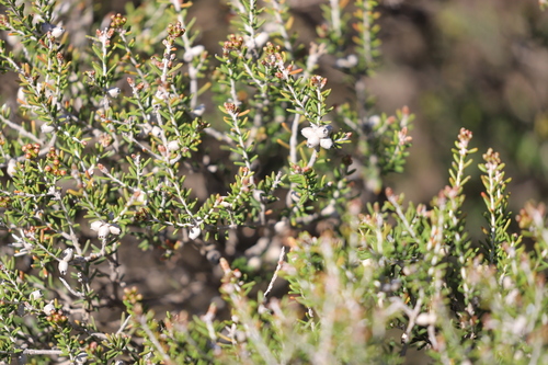 Melaleuca pauperiflora observed 2021-09-17