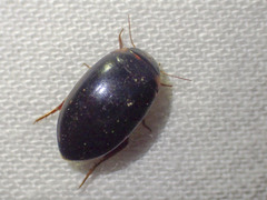 Platynectes