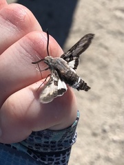 Euproserpinus phaeton