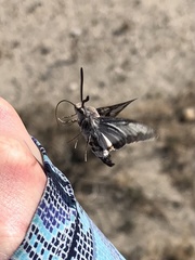 Euproserpinus phaeton