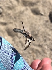 Euproserpinus phaeton