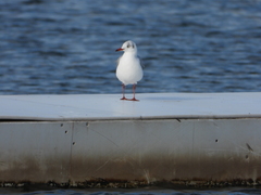 Chroicocephalus cirrocephalus