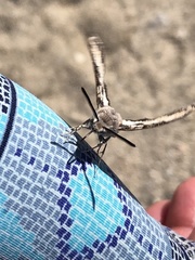 Euproserpinus phaeton