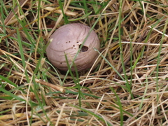 Lycoperdaceae