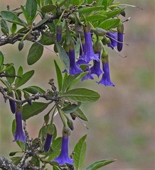 Eriolarynx australis