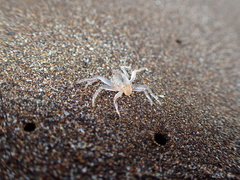 Ocypode gaudichaudii