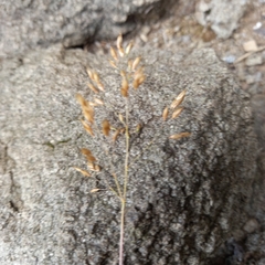 Adenochloa ecklonii