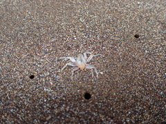 Ocypode gaudichaudii