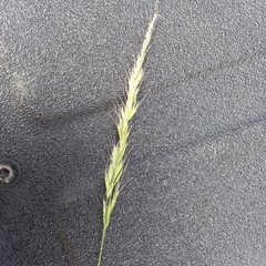 Trisetopsis imberbis