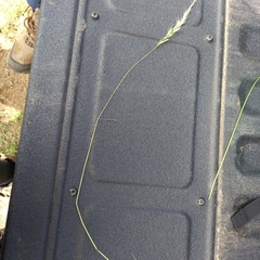 Trisetopsis imberbis