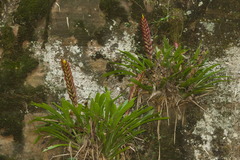 Vriesea incurvata