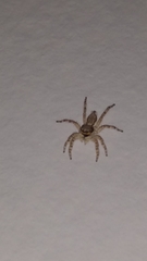 Menemerus bivittatus