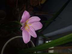 Zephyranthes rosea