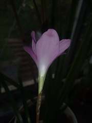 Zephyranthes rosea