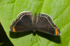 Charis cadytis