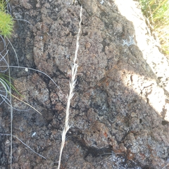 Trisetopsis imberbis