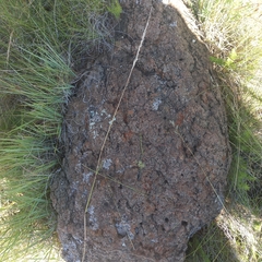 Trisetopsis imberbis