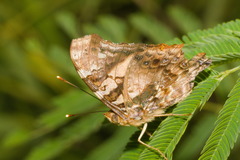 Hypanartia
