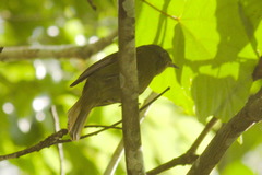 Schiffornis virescens