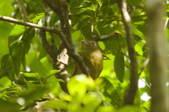 Schiffornis virescens