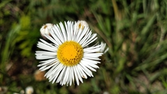 Leptostelma maximum