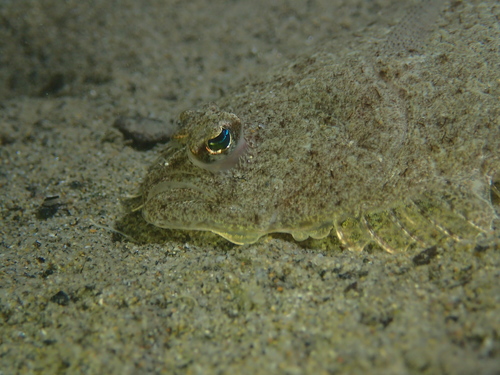 Arnoglossus laterna