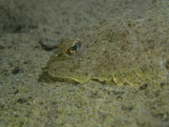 Arnoglossus laterna