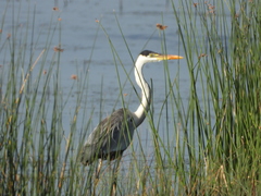 Ardea cocoi