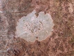 Phlyctis boliviensis