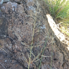 Eragrostis chloromelas