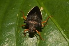 Mormidea hamulata