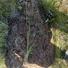 Eragrostis chloromelas