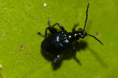 Pachylema
