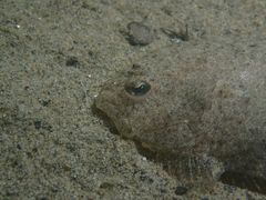 Arnoglossus laterna