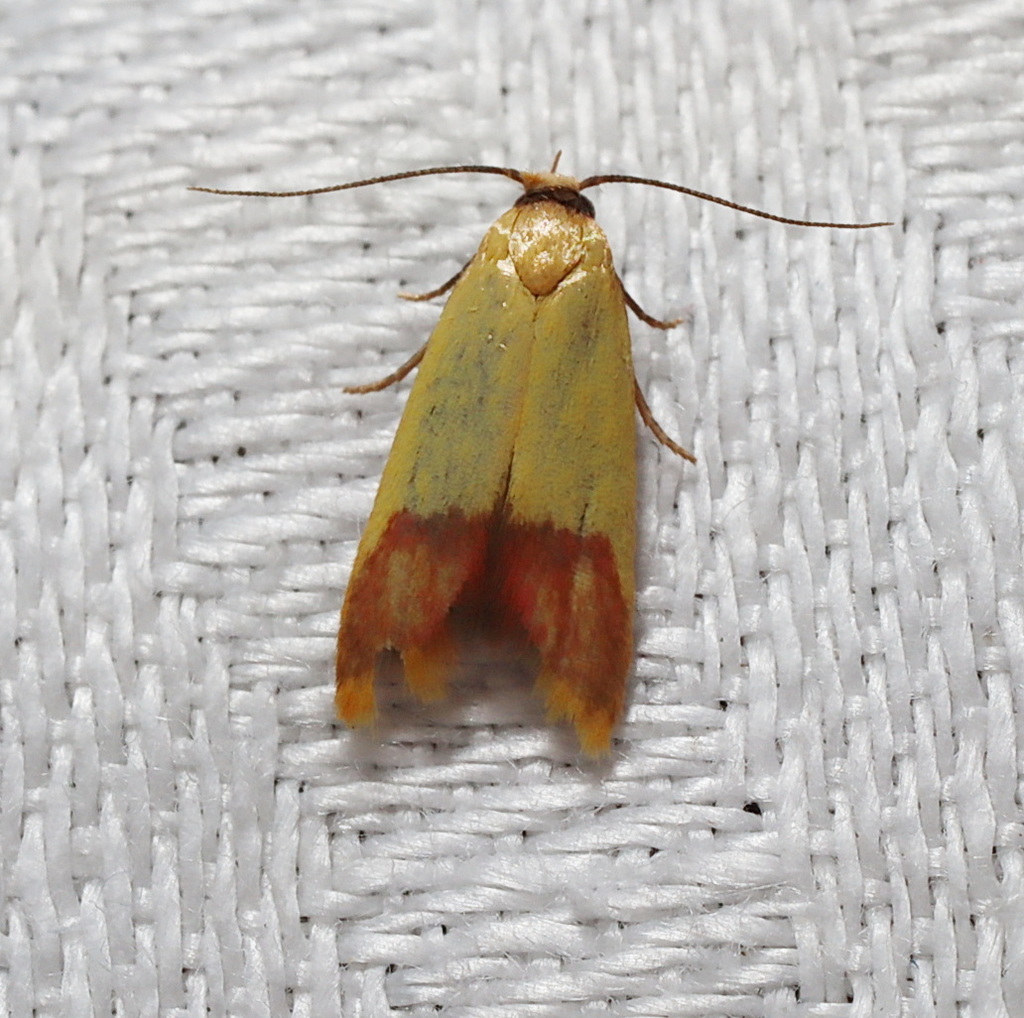 Tachystola thiasotis