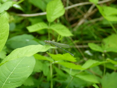 Coenagrion