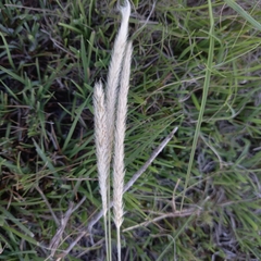 Setaria sphacelata sphacelata