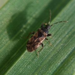 Taphropeltus nervosus