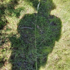 Setaria sphacelata sphacelata