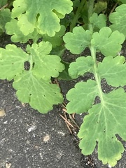 Chelidonium majus