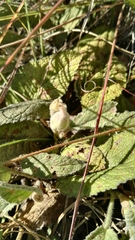 Hermannia geniculata