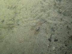 Arnoglossus laterna