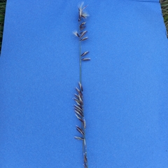 Melica decumbens