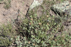 Abutilon sonneratianum